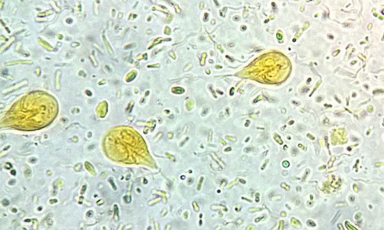 Giardia un parassita intestinale sopravalutato del cane e del gatto ?